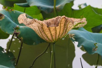 莲花不开花怎么回事 莲花为何不开花？