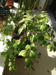 梅豆角不开花怎么回事 梅豆角为何不开花？