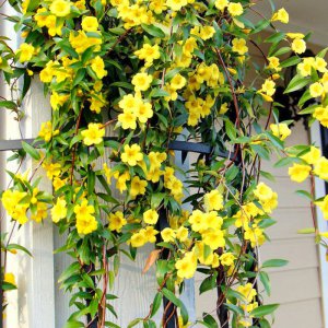 法国香水藤不开花怎么回事 法国香水藤为何不开花？
