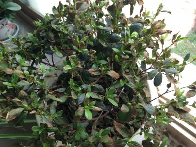 杜鹃花不开花怎么回事 杜鹃花为何不开花？