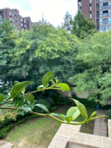 风车茉莉不开花怎么回事 风车茉莉为何不开花？