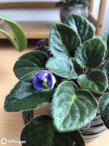 非洲堇不开花怎么回事 非洲堇为何不开花？