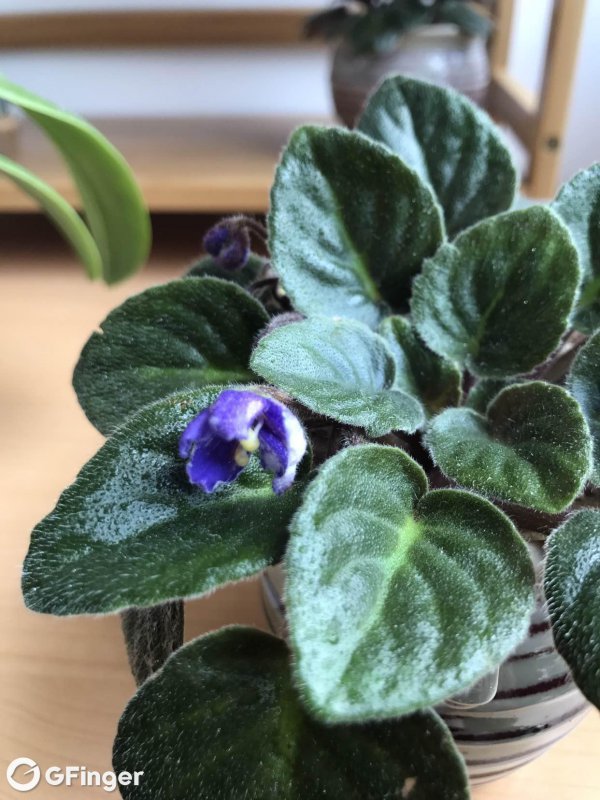 非洲堇不开花怎么回事