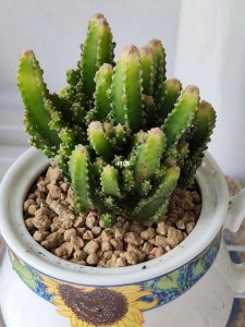 万重山不开花怎么回事 万重山为何不开花
