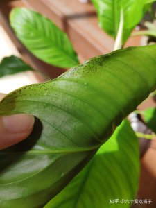 白鹤芋不开花怎么回事 白鹤芋为何不开花？