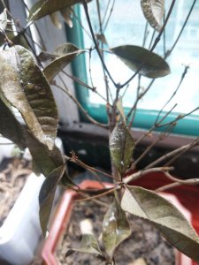 四季桂不开花怎么回事 四季桂为何开花困难？