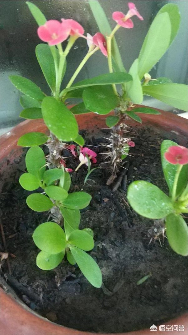 小刺梅不开花怎么回事