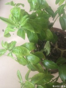 四季梅不开花怎么回事 四季梅为何不开花？