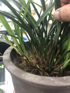 兰花不开花怎么回事 兰花为何不开花？
兰花为何开不出花？