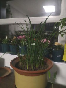 韭菜兰不开花怎么回事 韭菜兰为何不开花？