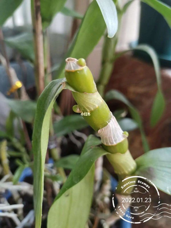 石斛不开花怎么回事