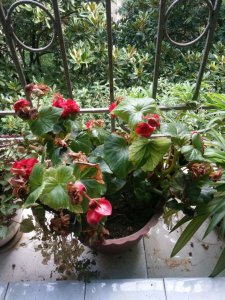四季海棠不开花怎么回事 四季海棠为何不开花？