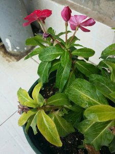 长春花不开花怎么回事 长春花为何不开花？