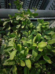 柠檬树不开花怎么回事 柠檬树为什么不开花？