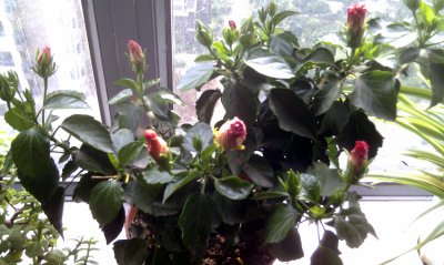 扶桑花不开花怎么回事 扶?；ㄎ尾豢ǎ?/></i><h2>扶?；ú豢ㄔ趺椿厥?扶?；ㄎ尾豢?？</h2><p>如果想了解扶桑花不开花怎么回事的绿植方面的相关内容，接下来小编为您详细解答扶?；ú豢ㄔ趺椿厥路錾；ú豢ǖ脑蛴泻芏?，常见的原因有土壤</p></a></li>
          </ul>
        </div>
      </div>
    </div>
    <div   id=