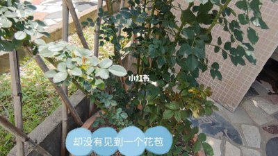 蔷薇光长叶子不开花原因及解决方法