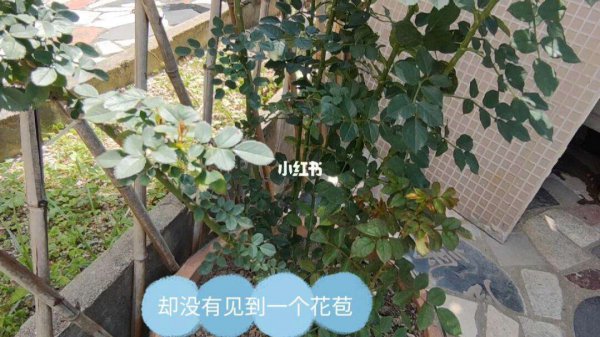 蔷薇光长叶子不开花原因及解决方法