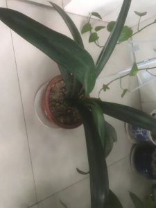 风雨兰不开花怎么回事 风雨兰为何不开花？
