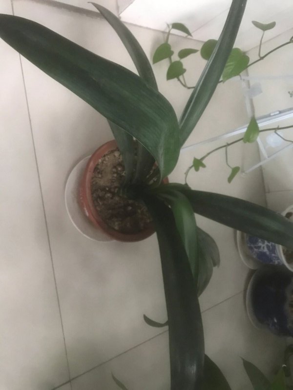 风雨兰不开花怎么回事