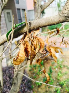 桂花树不开花怎么回事 桂花树为何不开花？