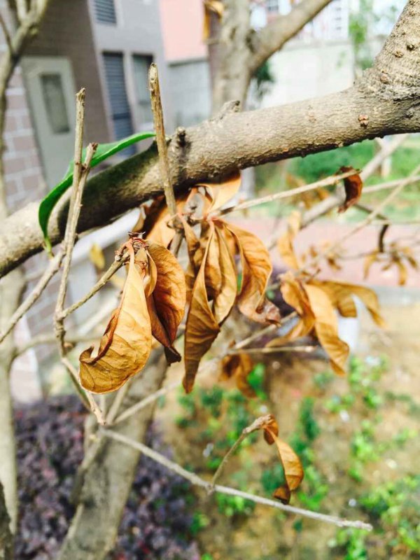 桂花树不开花怎么回事