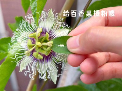 百香果促花方法与人工催花技巧 百香果催花方法及技巧