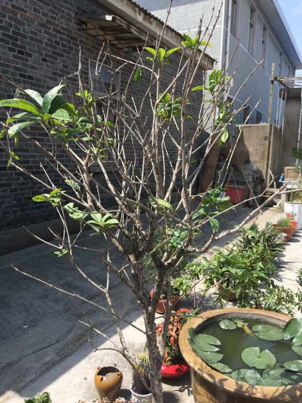 桂花树光长叶子不开花原因及解决方法