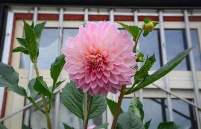 大丽花光长叶子不开花原因及解决方法