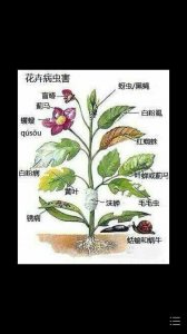 丁香花叶子有黑斑原因及处理方法 丁香花叶子黑斑成因与处理方法