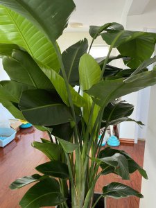 天堂鸟叶子发蔫原因及补救方法 天堂鸟叶子枯萎的原因和解决方法