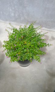 满天星不开花怎么回事 满天星为何开不了花？