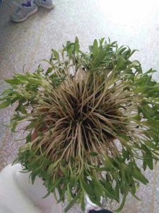 满天星光长叶子不开花原因及解决方法