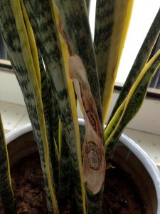 虎皮兰叶子发蔫原因及补救方法 虎皮兰叶子枯萎的原因和处理方法