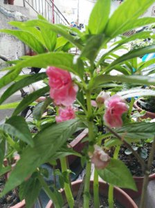 凤仙花光长叶子不开花原因及解决方法