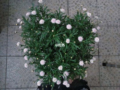 玛格丽特光长叶子不开花原因及解决方法