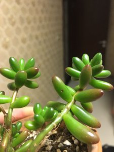 虹之玉多肉叶子有黑斑怎么回事 虹之玉多肉叶子出现黑斑的原因是什么？