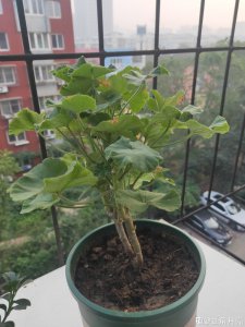 天竺葵光长叶子不开花原因及解决方法