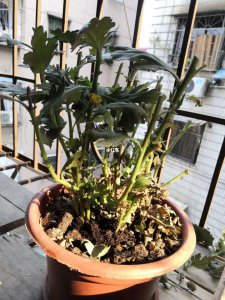 乒乓菊不开花怎么回事 乒乓菊为什么不开花？