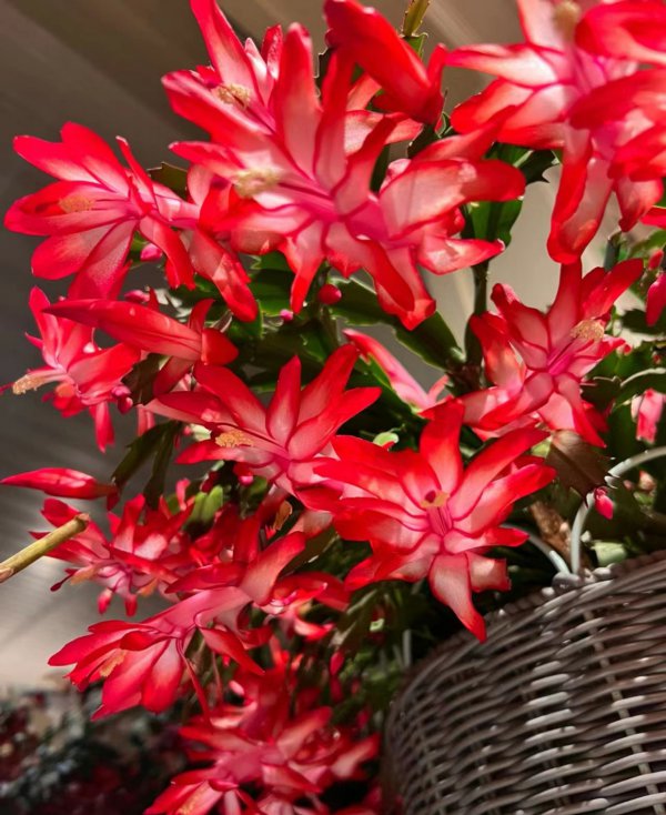 蟹爪兰促花方法