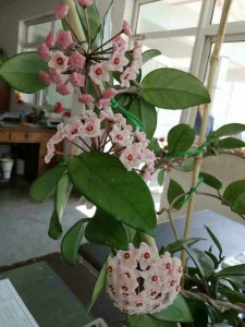 球兰如何快速开花 如何促使球兰迅速开花？