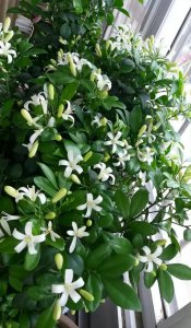 九里香促花方法与人工催花技巧 催花技巧九里香促花方法