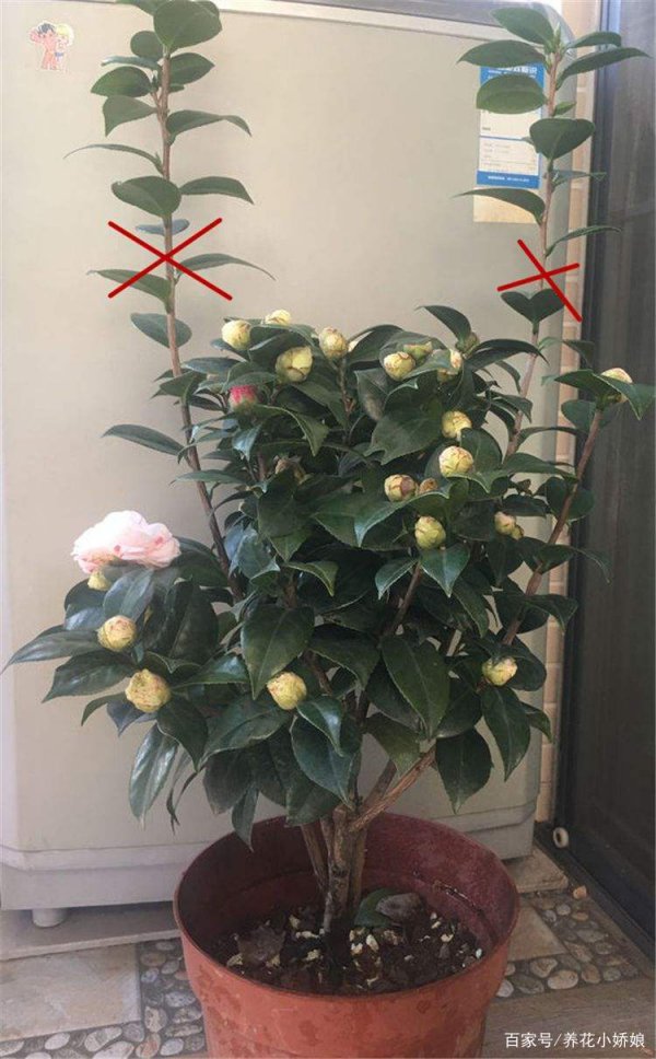 茶花如何快速开花