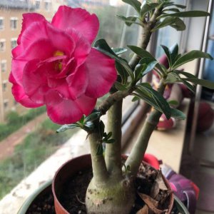 沙漠玫瑰促花方法与技术要领 沙漠玫瑰开花技巧指南