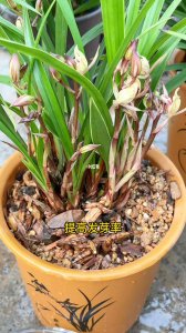 兰花如何快速开花 如何促使兰花迅速开花