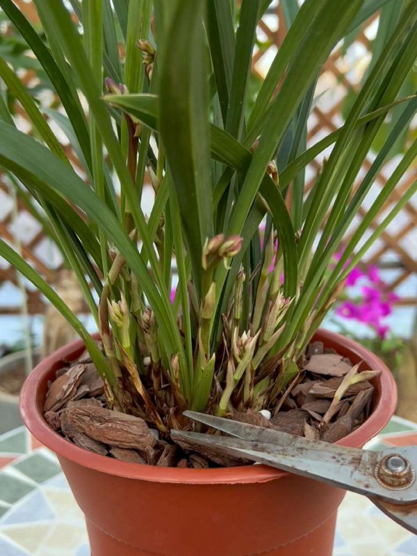 兰花促花方法