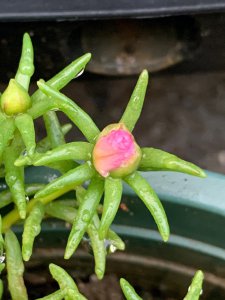 太阳花促花方法与技术要领 太阳花的促花方法和技巧