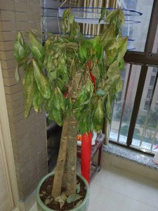 发财树叶子发软下垂怎么回事 发财树叶子变软下垂的原因是什么？