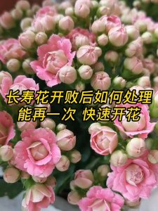 长寿花怎么快速开花 如何加速长寿花开花？
