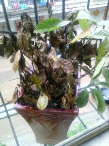 栀子花叶子发软下垂怎么回事 栀子花叶子变软下垂的原因是什么？