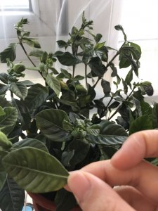 栀子花叶子发蔫原因及补救方法 栀子花叶子枯萎的原因及解决方法